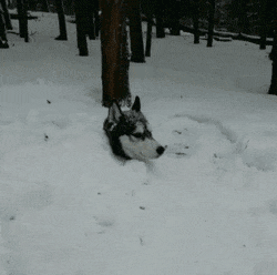 注意了, 这10种狗狗是真的怕冷!