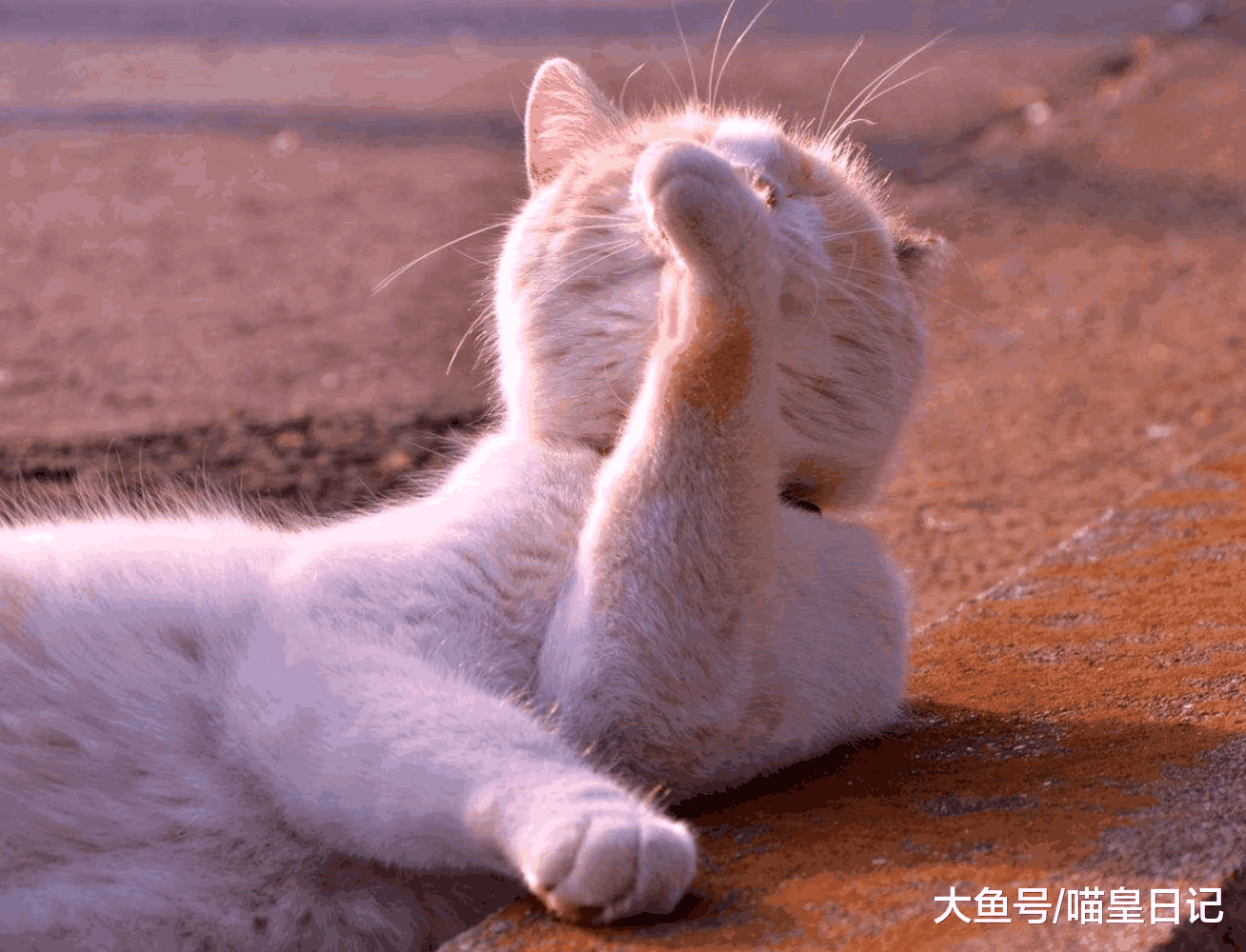 喵星人的这四种行为, 无一不在显示着它到底有多聪明!