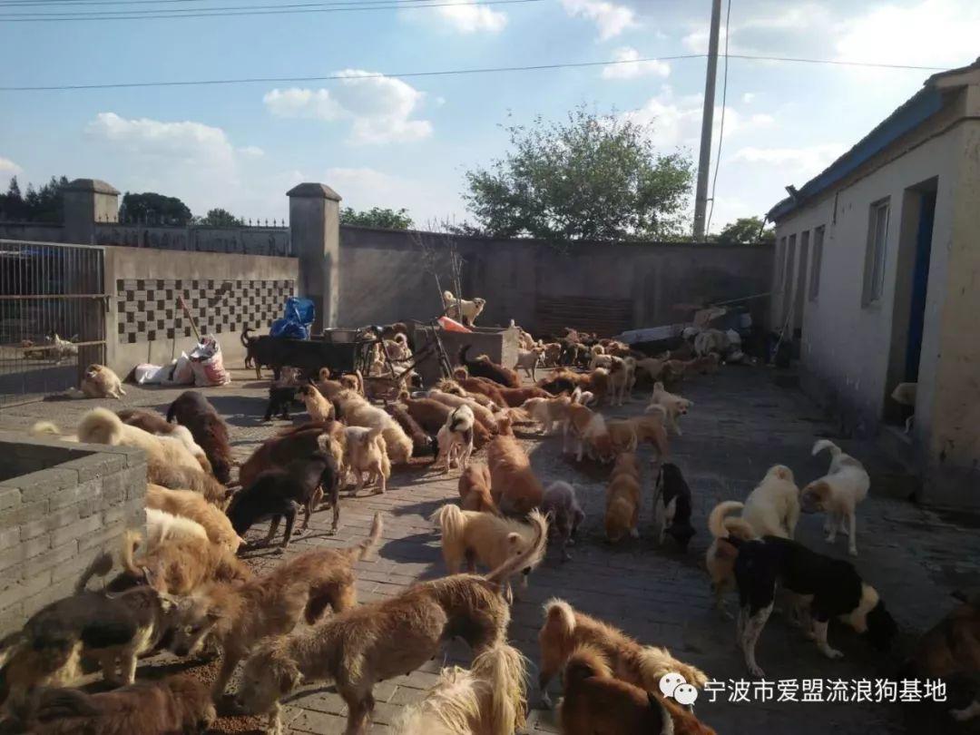 寒风已至, 为爱盟基地的毛孩子们募粮过冬