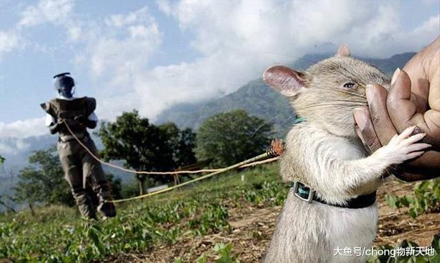 世界上最大的老鼠, 受当地人尊重被誉为英雄鼠, 每年拯救千条生命
