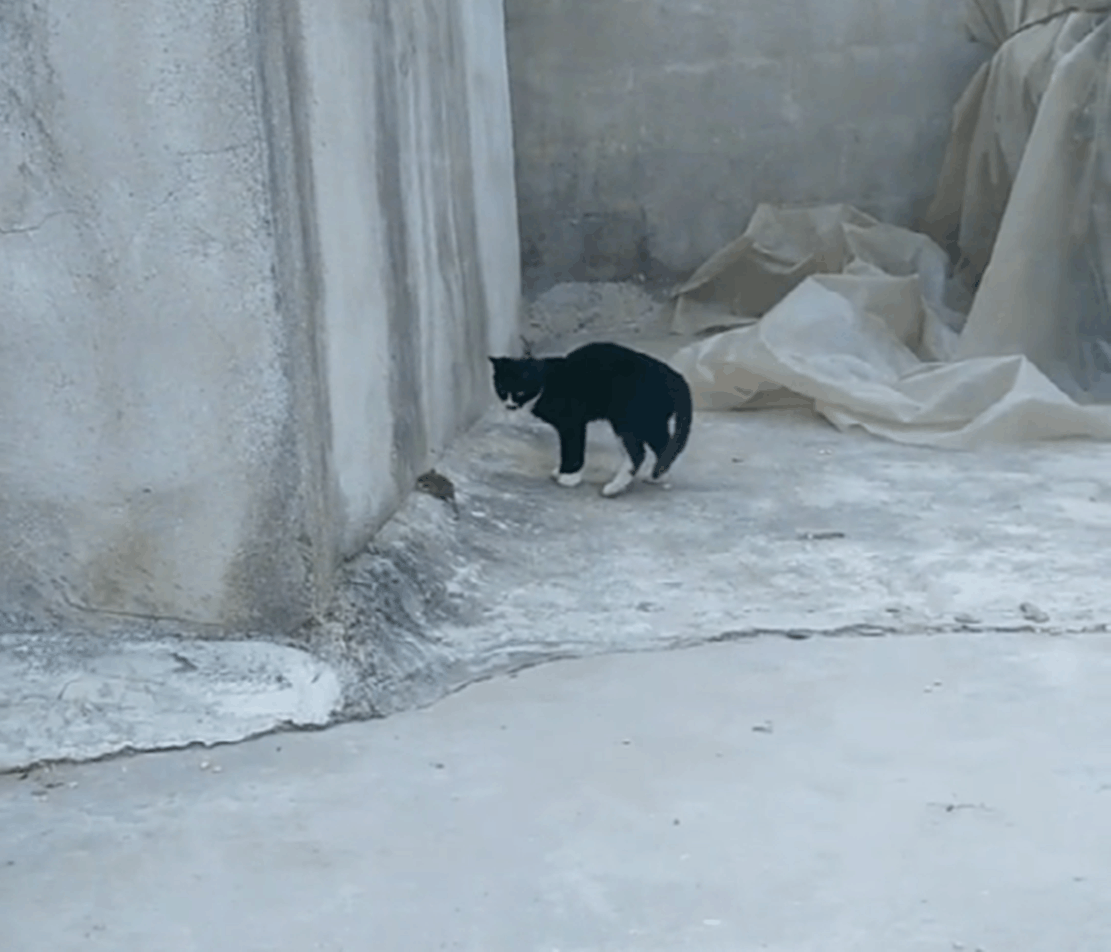 黑猫捉老鼠, 猫: 晚上不要煮我饭了, 鼠: 晚上也不用煮我饭了……