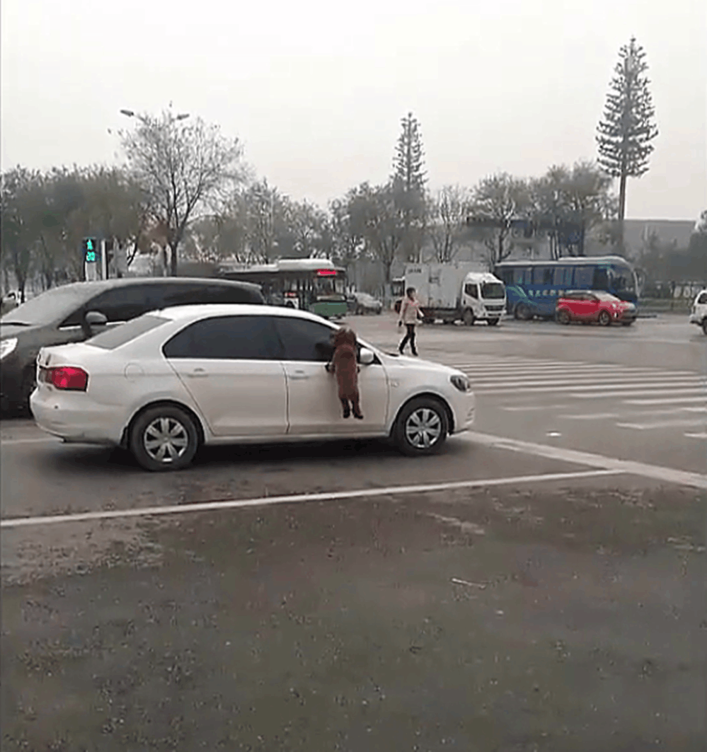 泰迪在马路上走丢, 拦着汽车不让走, 狗: 我的主人在哪儿……