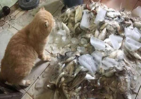 猫咪天天吵着要吃鱼, 突然看到一堆鱼后: 铲屎的, 你是在逗我吗?