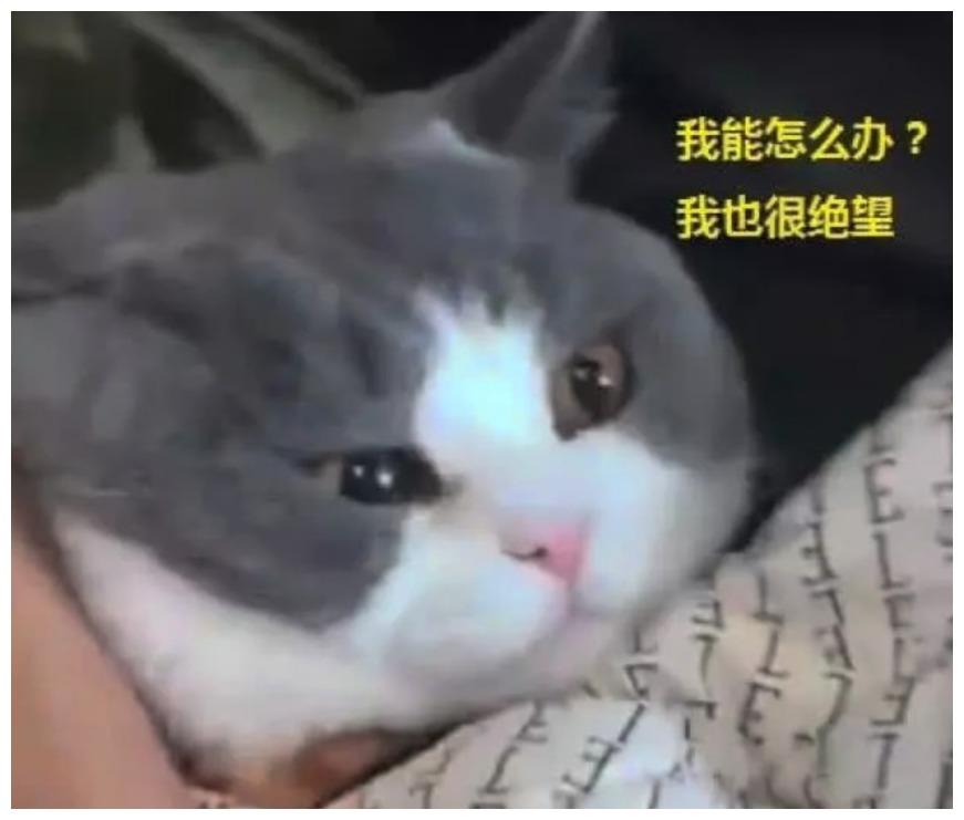 猫咪“当小三”被女主人发现, 面对此等危机, 它用眼神完美公关