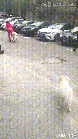 萨摩看见母狗一顿浪, 被女主人过肩摔安静了, 小母狗: 你妈真怒了