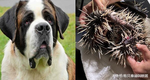 追豪猪惨变仙人掌! 圣伯纳犬2次被「百刺插爆脸」崩溃送医