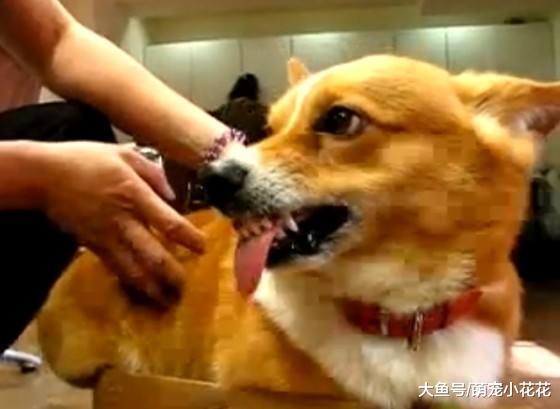 如果柯基犬有这5个表现, 祝贺你, 狗狗非常健康!