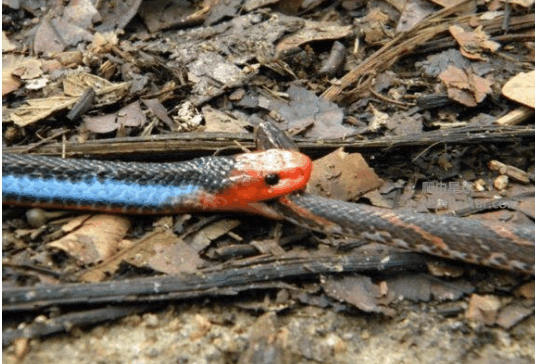 最神秘莫测的毒蛇, 以吞噬毒蛇而存, 连眼镜蛇都逃之夭夭