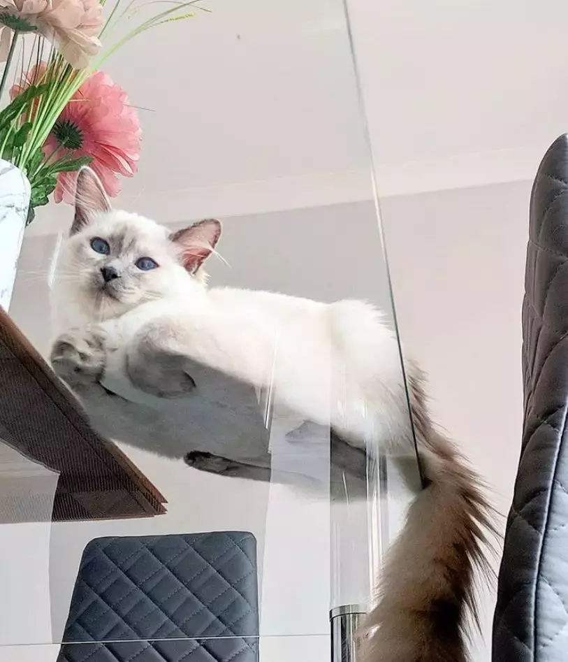 坐在玻璃上的猫咪们, 看完心情都好了