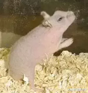 一文带你走进仓鼠世界: 仓鼠种类之坎贝尔仓鼠