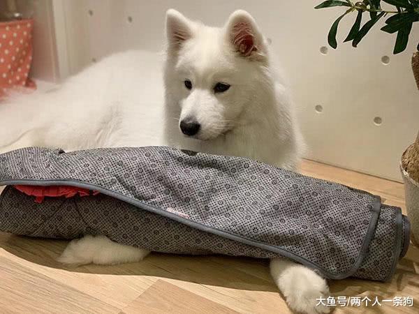 两个人一条狗: 妈妈给萨摩耶买新玩具, 软糖视而不见态度冷漠, 爸爸: 卷铺盖走吧