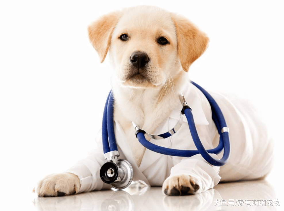 养狗狗的人想让狗狗更爱你, 常对它做这5件事, 狗狗也会更听你话!