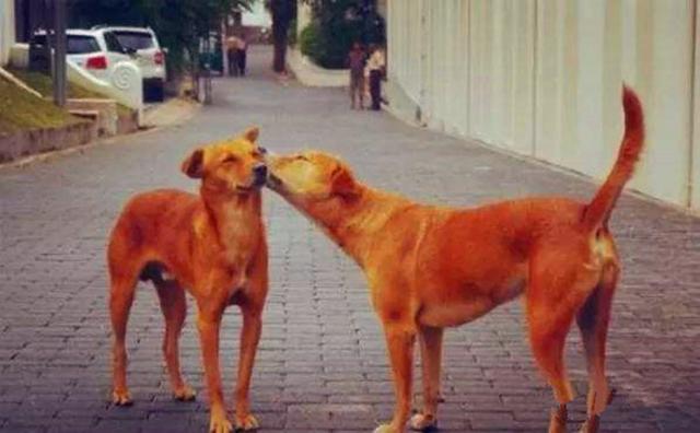 土狗因同伴离世而悲痛绝食, 主人心中焦急, 打葡萄糖为它续命!