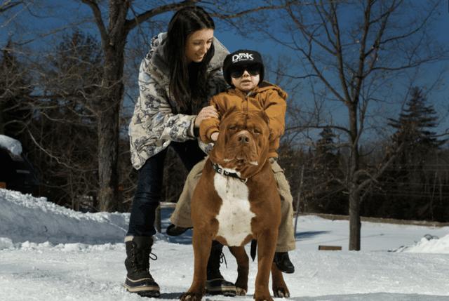 美女养了一只巨型比特, 得知养狗的目的, 网友咋舌: 真敢这么做呀