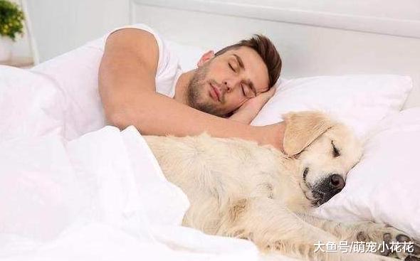 和狗狗睡觉虽好, 但有这5个缺点, 果断放弃!