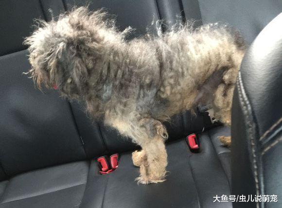 朋友的父母把泰迪给养成这样了, 朋友让我抱走给养……