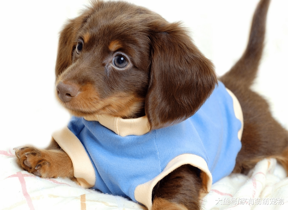 狗狗有这5种表现, 说明它已经把你当成父母, 你是它最重要的人!