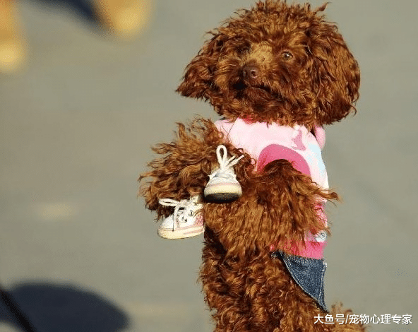 狗狗直立行走成潮流, 却是对狗子的虐待: 别再为博眼球伤害汪了