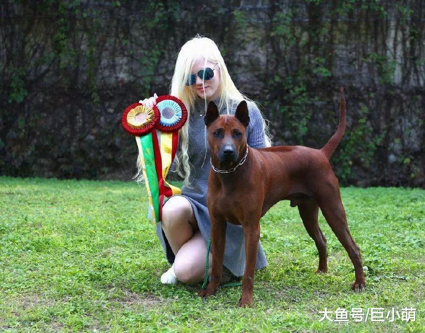 按智商排名来选狗, 靠谱吗?