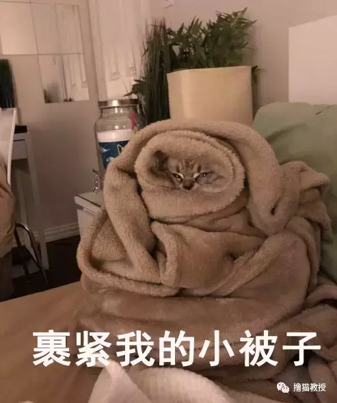 出门玩雪还是在家睡觉, 真是一个让猫无比纠结的问题
