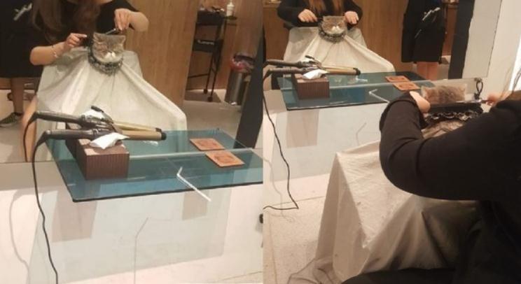 麻烦帮本喵打薄! 喵星人低头眯眯眼剪发, 哀怨脸萌翻猫奴