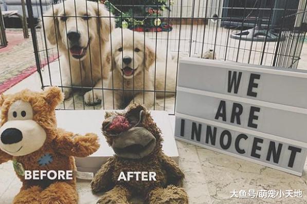 汪界舞后躺主人怀中露性感小肚, 扭腰吐舌手放头上萌翻!