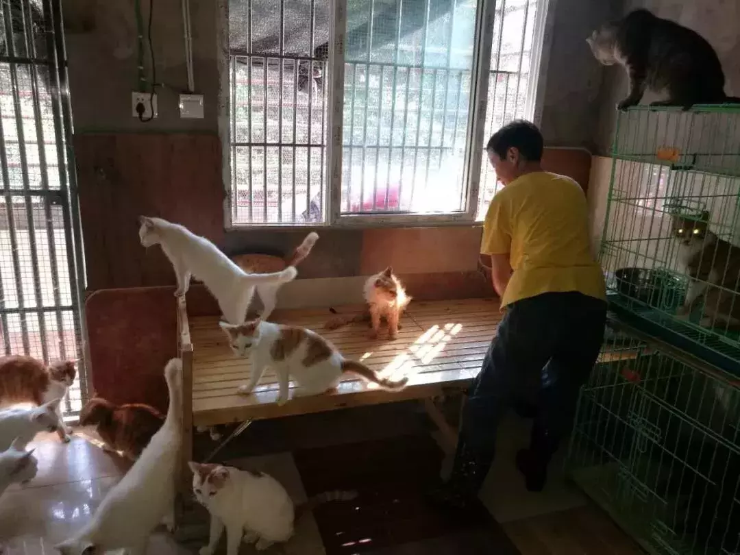 七旬老人为救猫狗, 低头求人, 辛酸救助看哭众人...