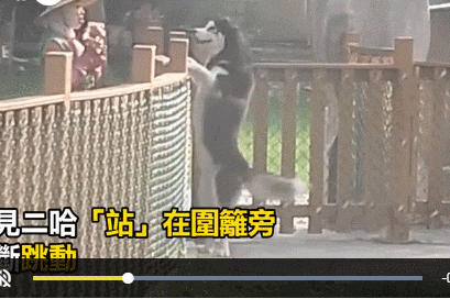 围篱跳恰恰! 舞棍二哈流口水跟阿姨讨吃, 爸爸无奈: 标准吃货