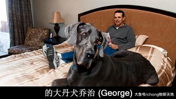 吉尼斯世界纪录中五个最大的狗, 又高又壮看了让人胆寒