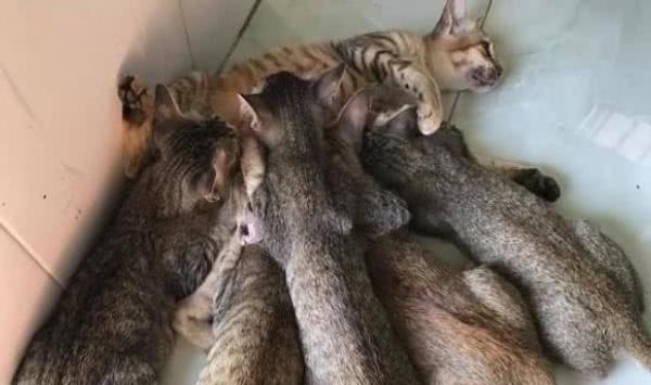 主人还没起床, 就听到母猫的惨叫声, 跑到阳台一看立马笑弯了腰