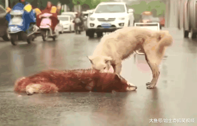 狗狗被撞身亡, 伙伴却试图叫醒它, 网友: 再也叫不醒了