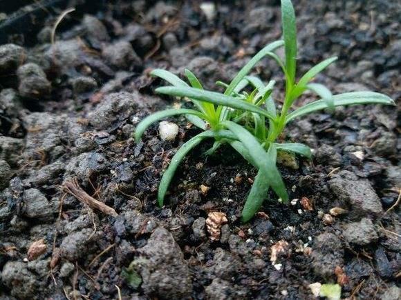 满天星种子种植方法和时间(满天星种子种植方法和时间水养)