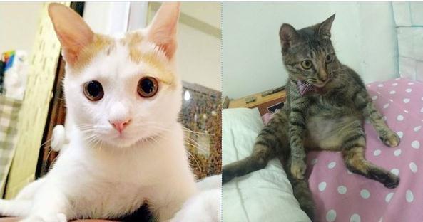 喵的报恩! 猫咪直挺挺站立操控逗猫棒, 帮爸爸照顾猫妹妹
