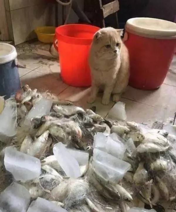 猫咪天天吵着要吃鱼, 突然看到一堆鱼后: 铲屎的, 你是在逗我吗?