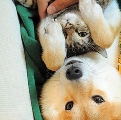 把柴犬和狸花猫派去看护小主人, 它们争着表现自己, 笑哭主人