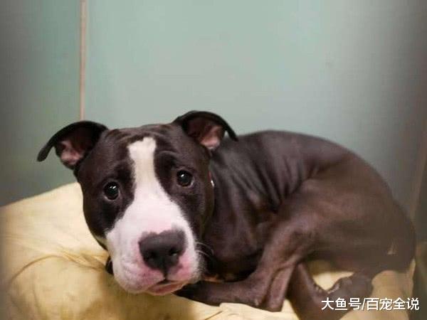 陪主人从单身到结婚生宝宝, 忠犬却被判安乐死它永远不知道为什么