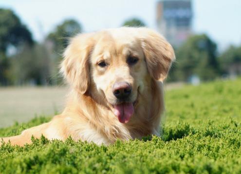 主人不小心踩疼了狗狗, 狗狗却回过头来安慰主人, 太暖了吧