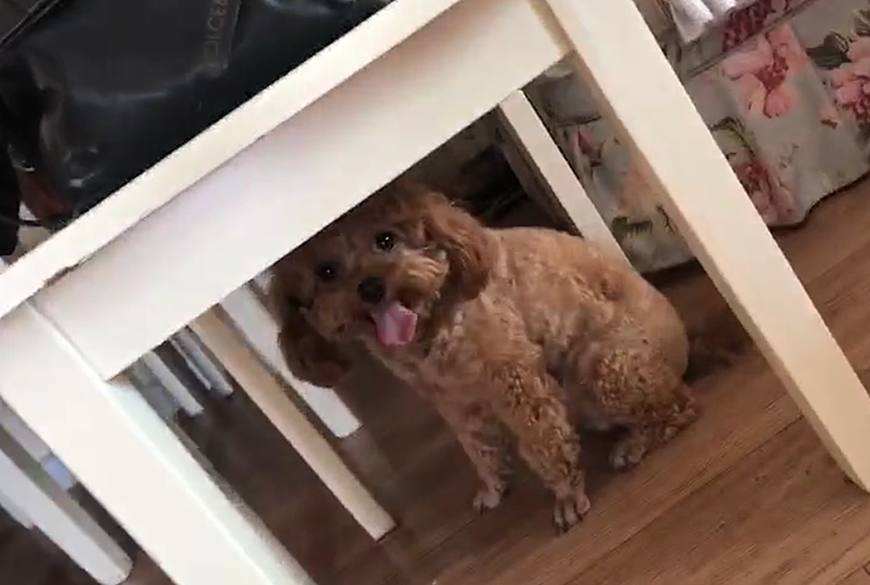 4种睡姿看出泰迪犬的性格, 第四种说明把你当成它父母了!