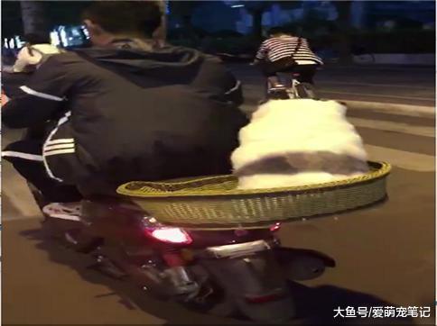 网友说她骑电动车看到有人带着熊猫遛弯, 仔细看, 狗狗模样好可爱