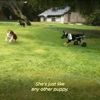 在领养人的帮助下, 后腿残疾的狗狗重新开始奔跑, 爱能治愈一切!