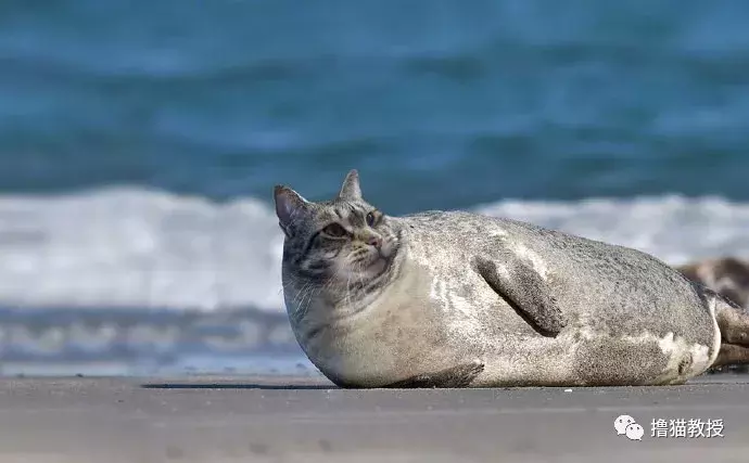 这是什么沙雕猫咪混合物? 连猫都认不出自己啦