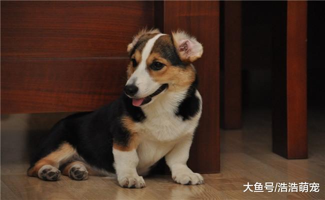 柯基有5大缺点, 想养柯基的了解下, 别养了就后悔