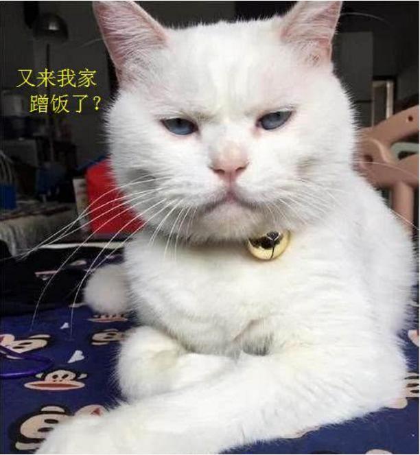 小伙到女友家做客, 摸了一把宠物猫咪的小脸, 手伤了对象也吹了!