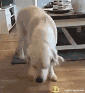 这5种水果狗狗吃了“毒性”堪比砒霜, 活着不容易!