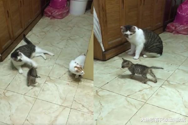 猫咪学哥哥挥拳, 逗趣画面笑坏饲主