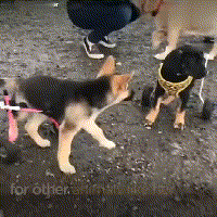 在领养人的帮助下, 后腿残疾的狗狗重新开始奔跑, 爱能治愈一切!