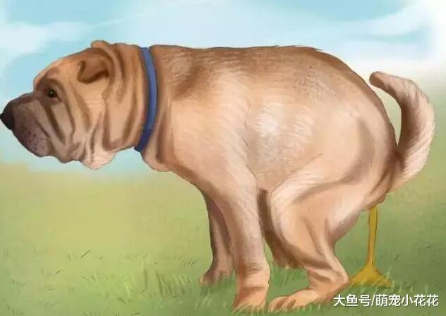 狗狗便便很臭是怎么回事?