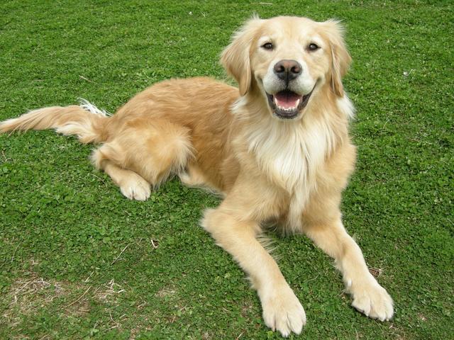 狗狗想攻击你有怎样的准备动作? 熟知这6点, 出门不怕被狗咬!