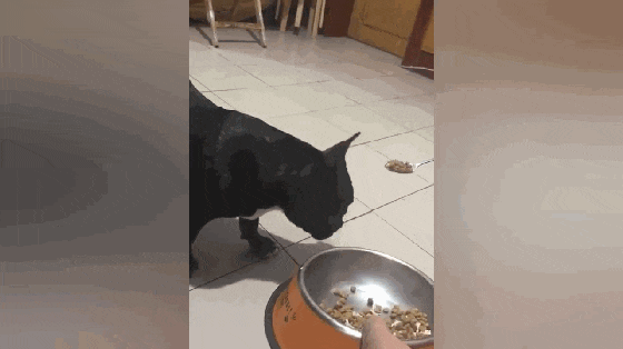 斗牛犬娇生惯养, 连吃饭都要主人用勺子喂, 不喂就不吃……