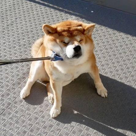 狗狗每天领着一众学生在操场晨跑, 三年如一日, 网友: 别人的学校